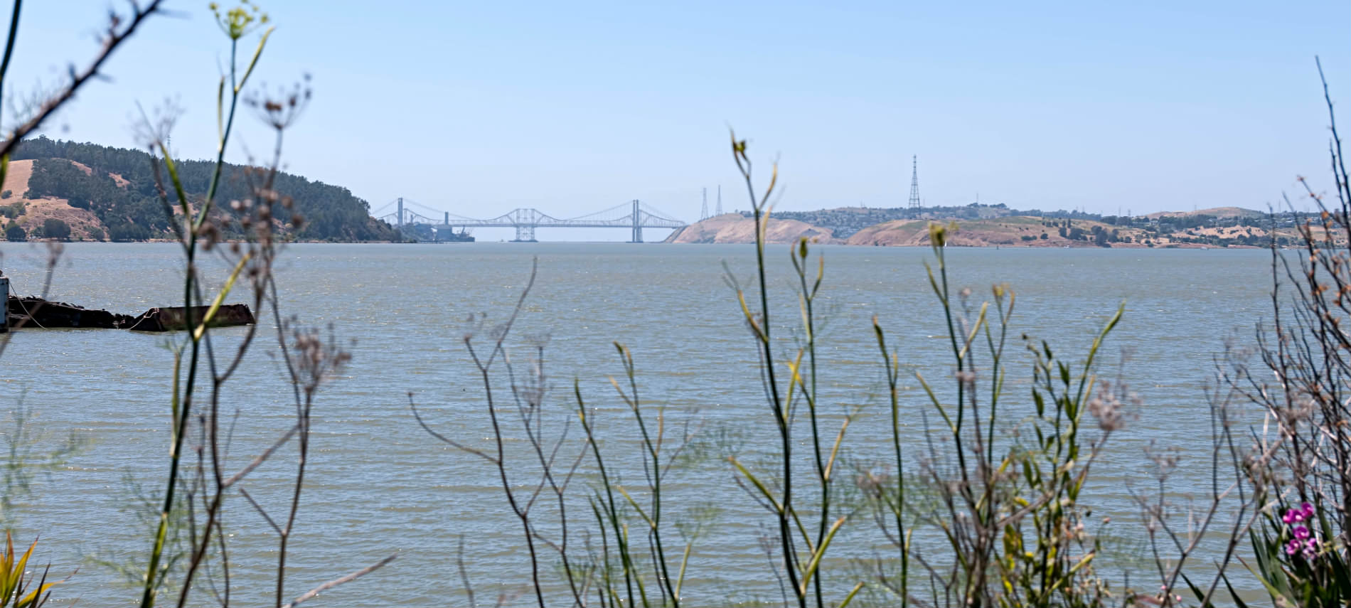 A view of the river with a bridge in the distace, purple and green flowers in the foreground